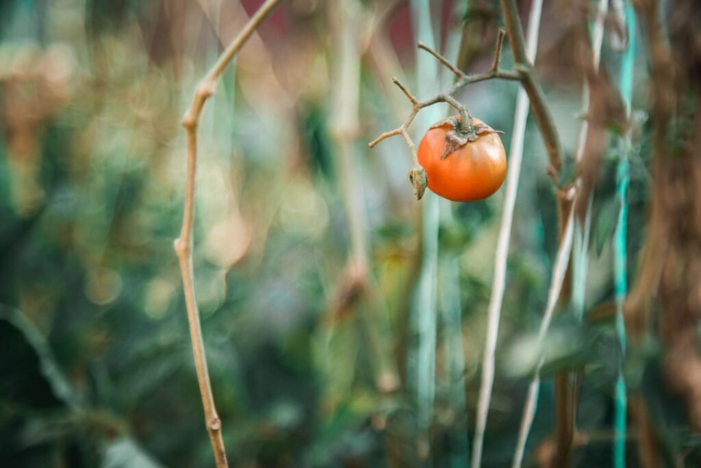 beneficios del tomate riñon