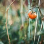 beneficios del tomate riñon