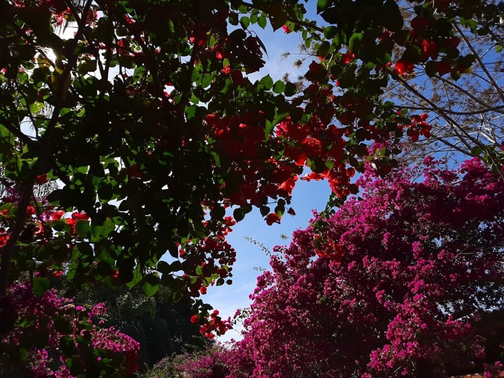 el calor mata los piojos