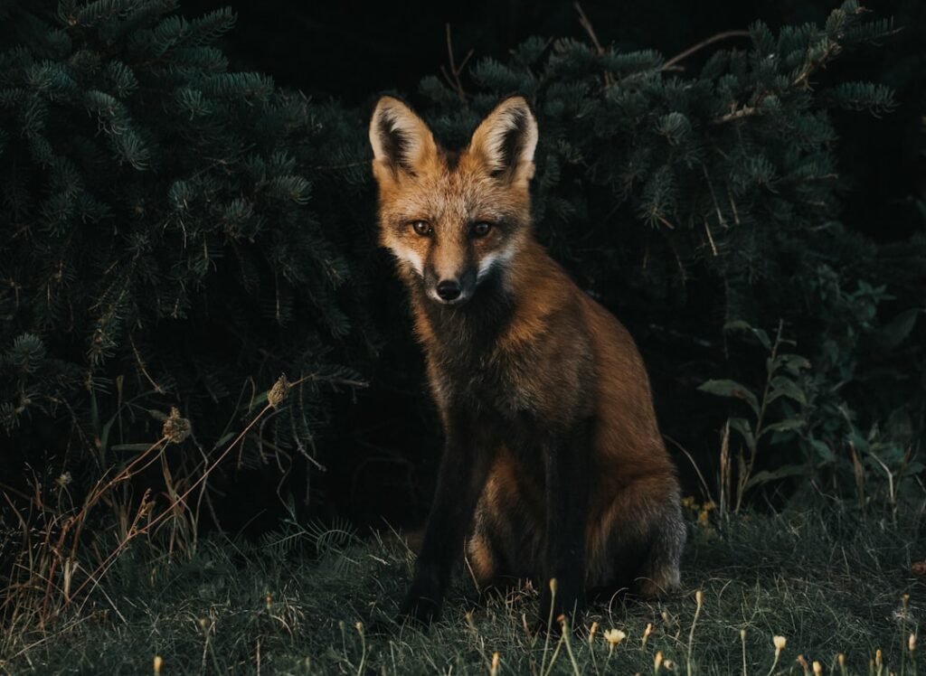 el piojo animal