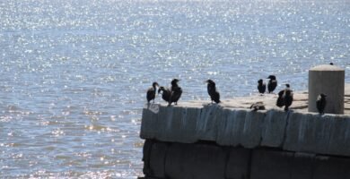 picadura de piojo de mar