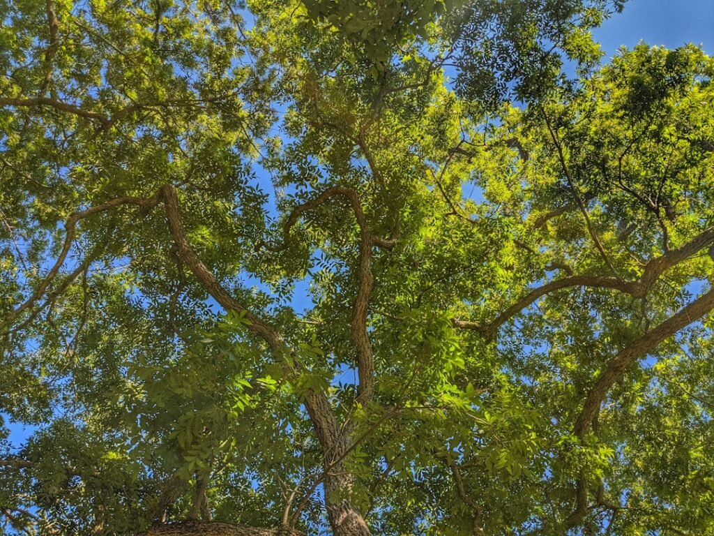 vinagre blanco para piojos