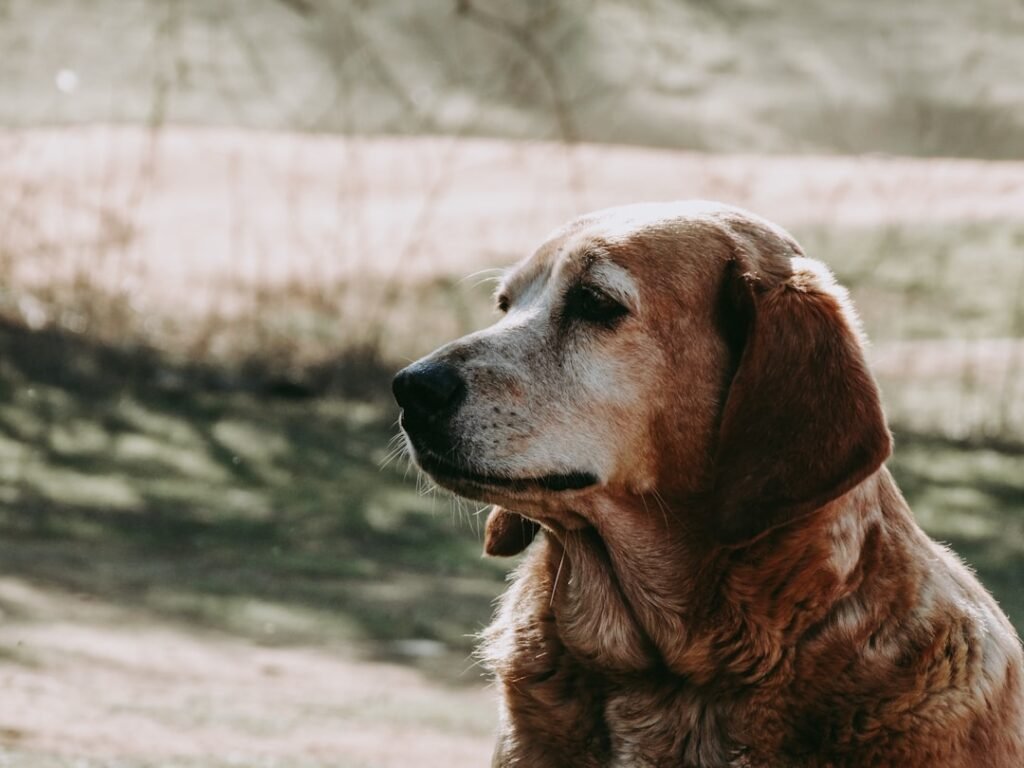 los perros pueden tener piojos